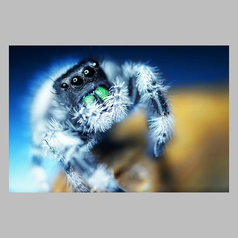 Araignée sauteuse, Phidippus regius, araignée sauteuse