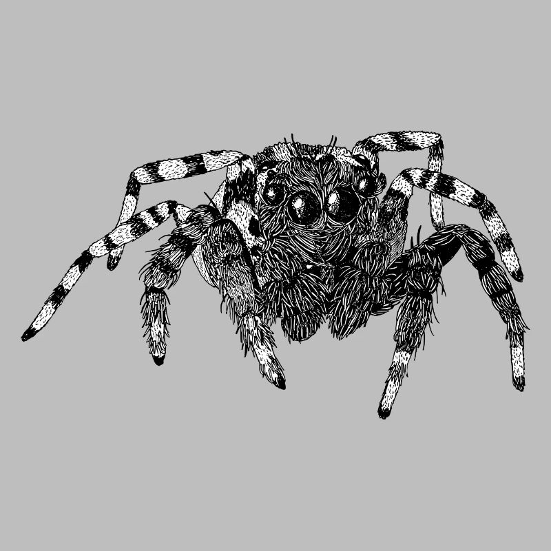 Araignée sauteuse Araignée mignonne Phidippus Arachnide