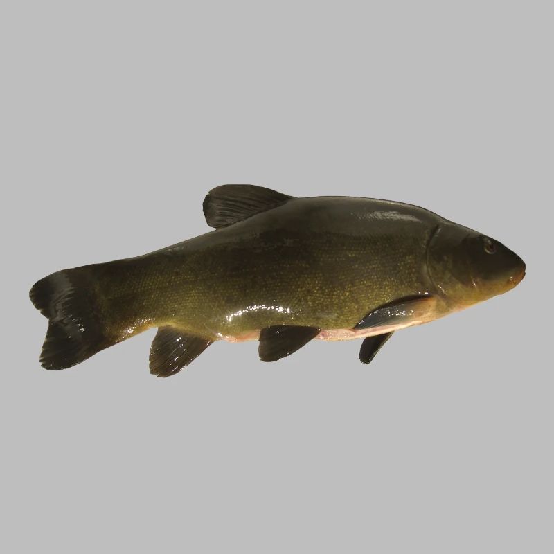 Fisch Schleie
