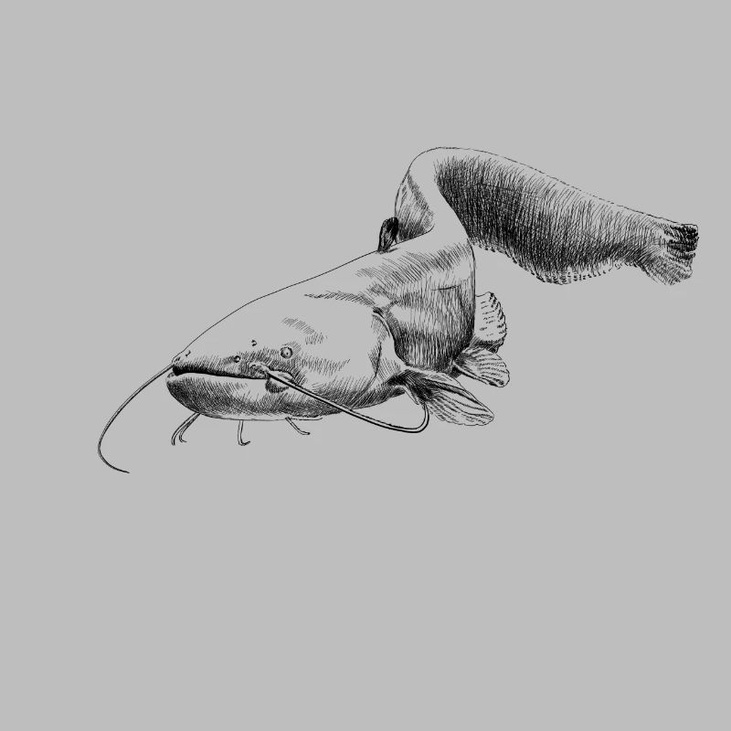 catfish
