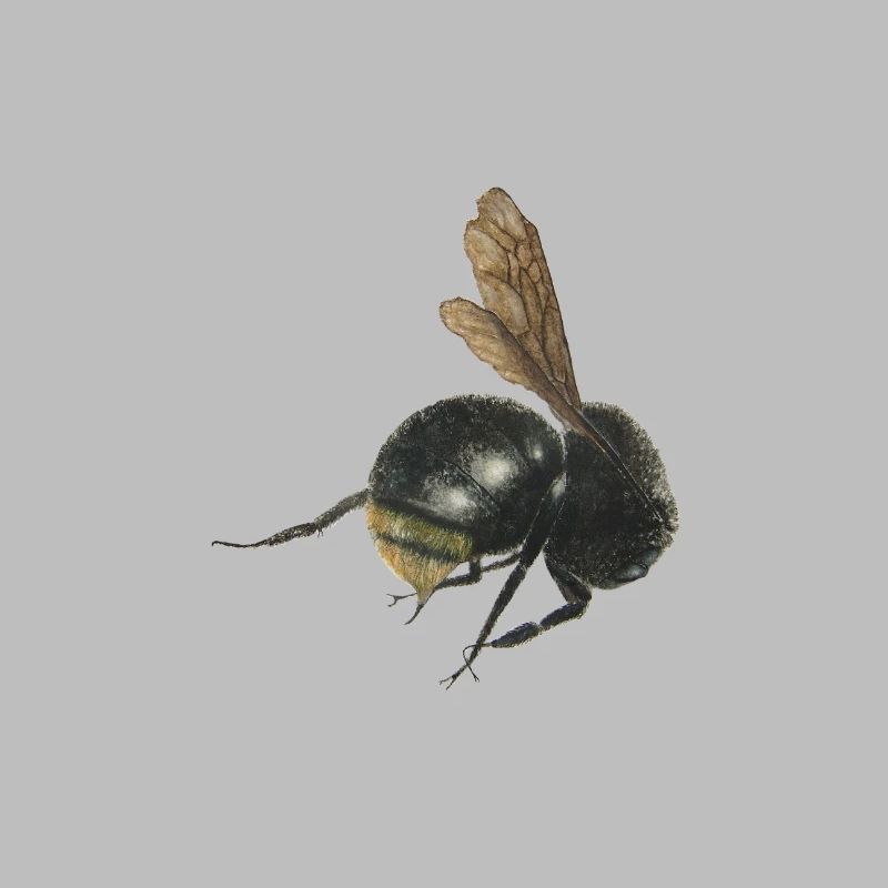 bumblebee