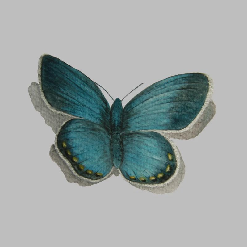 Schmetterling Bläuling