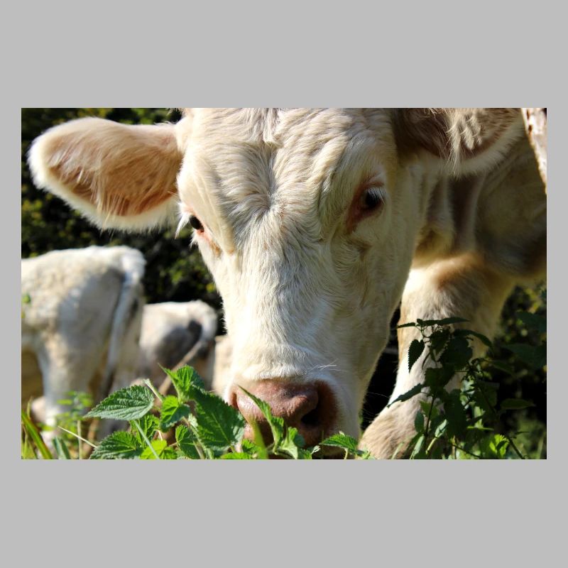 Affiche vache