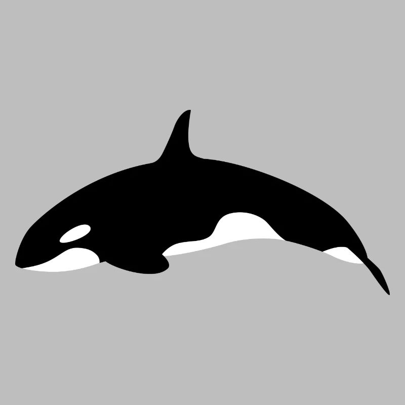 Orca Wal springender Orca Wal von der Seite