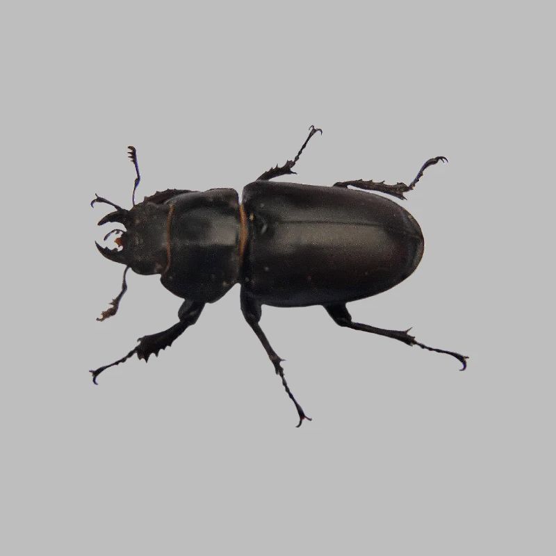 Hirschkäfer Weibchen