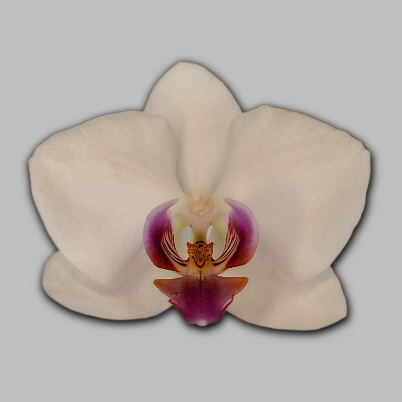 Orchideen