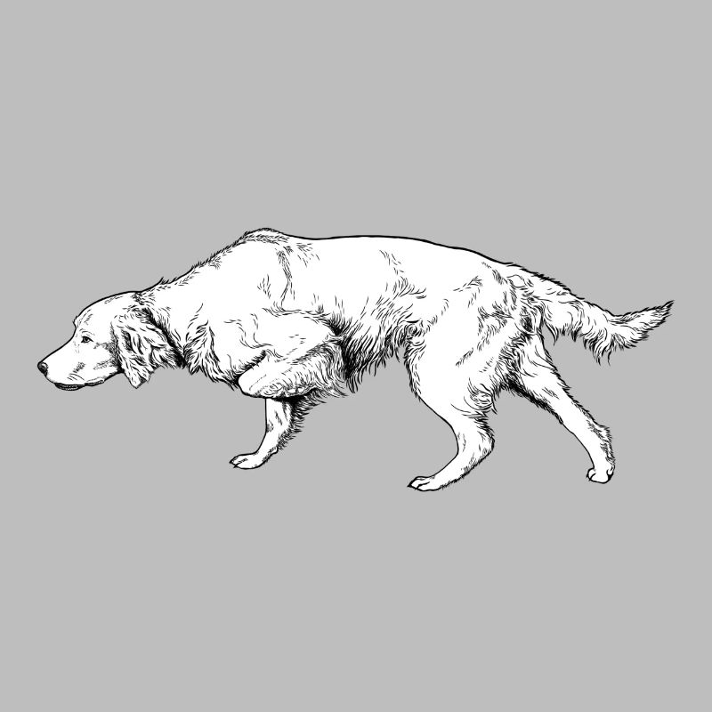 Setter ci-dessus