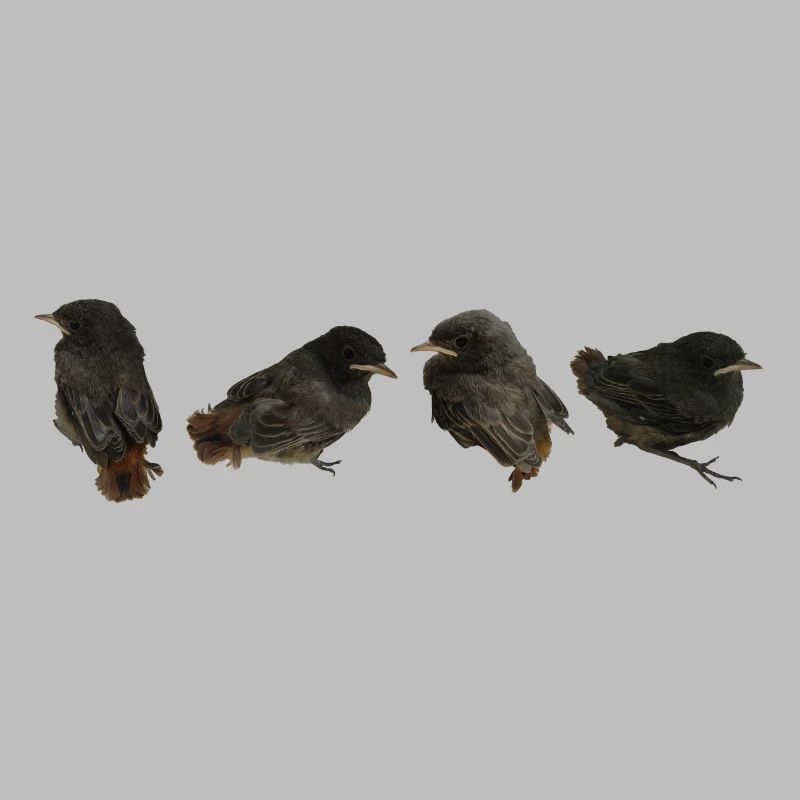 House redstart branches