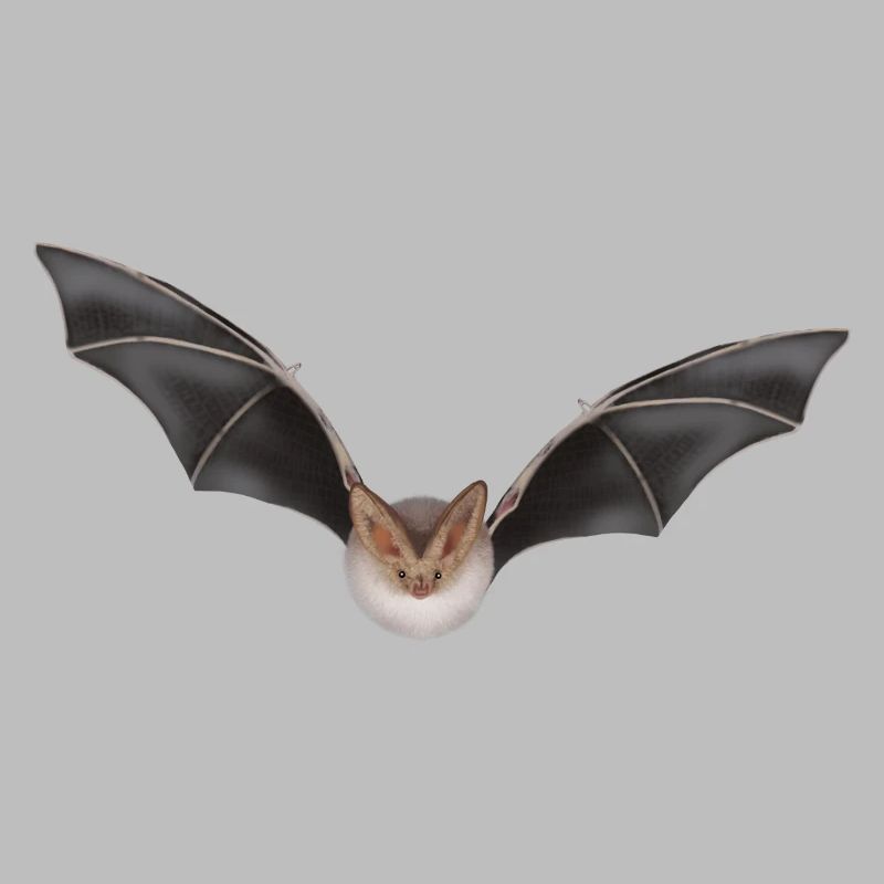 Night Bat Wing Design