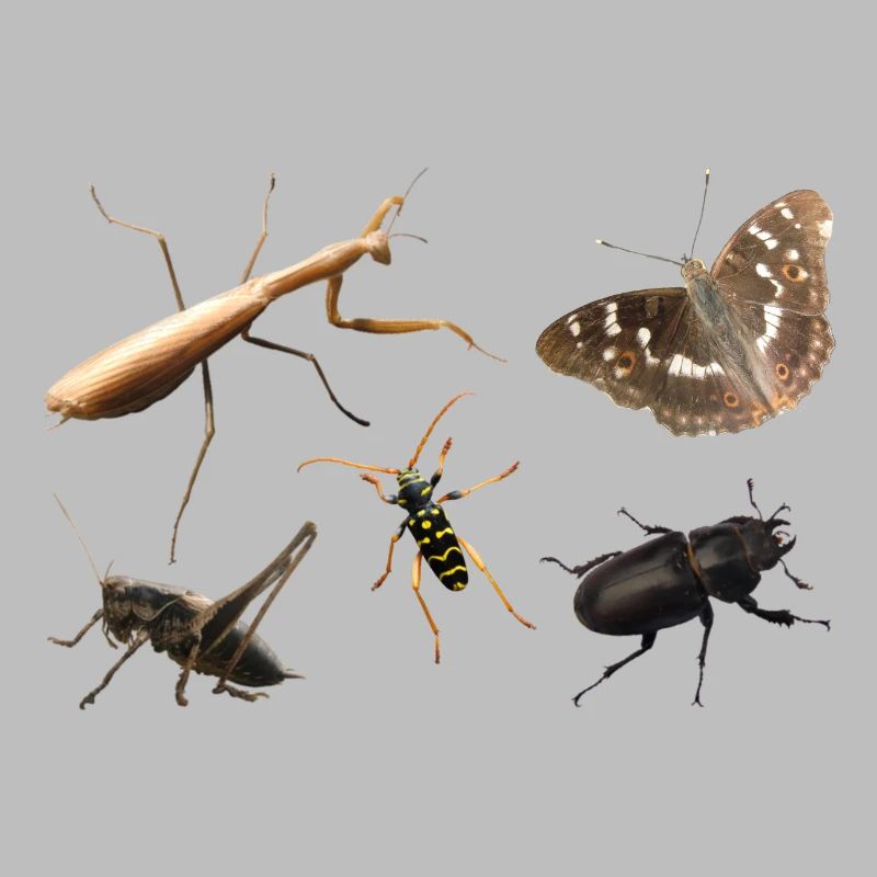 Insectes