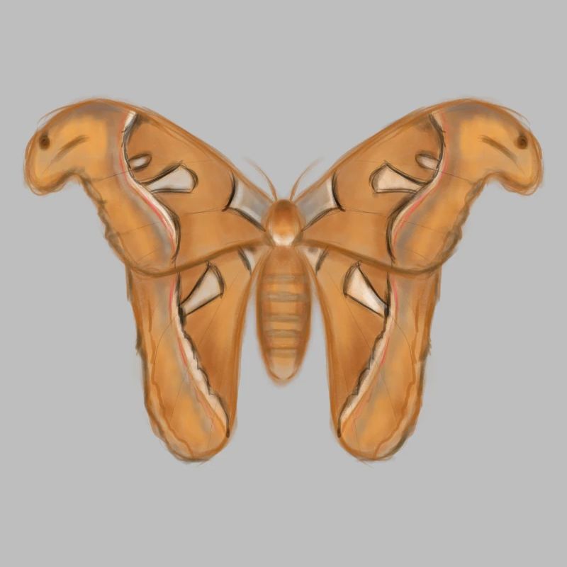 Giant Moth Drawing