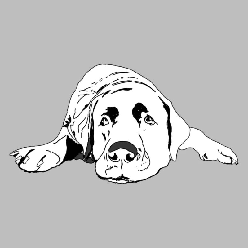 Labrador