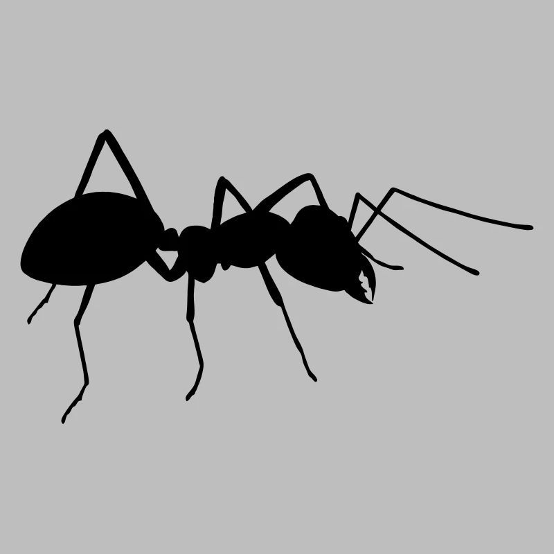 Ant