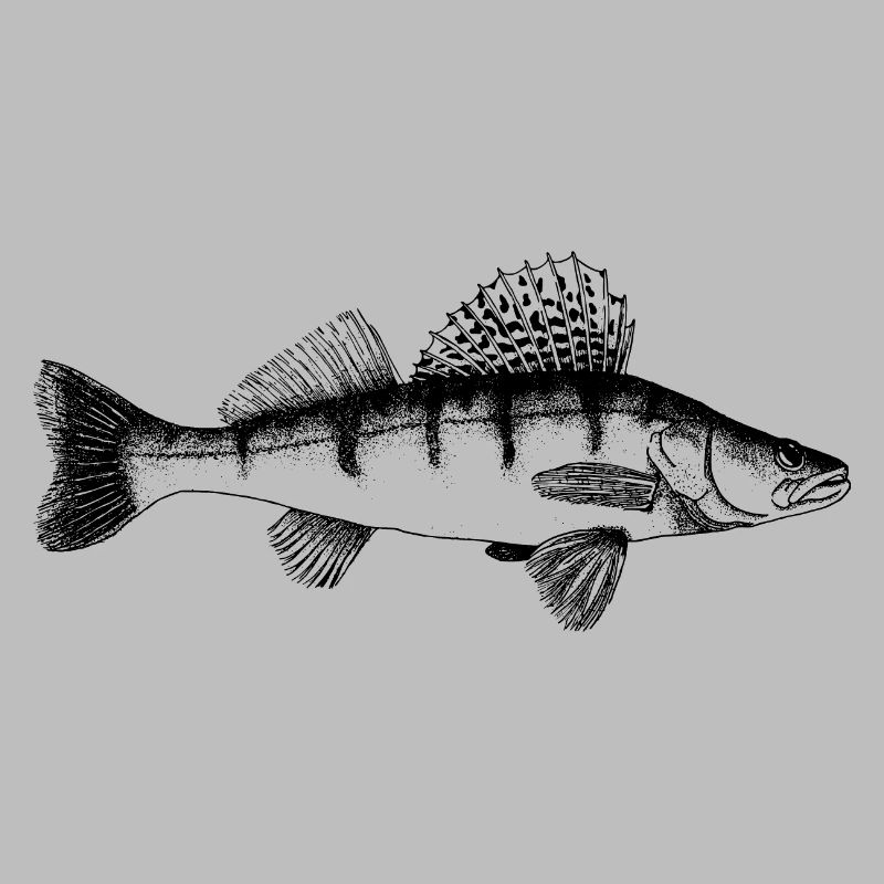 Zander Motif