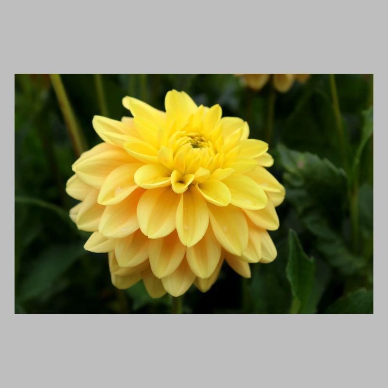 Dahlia fleur jaune, fleur