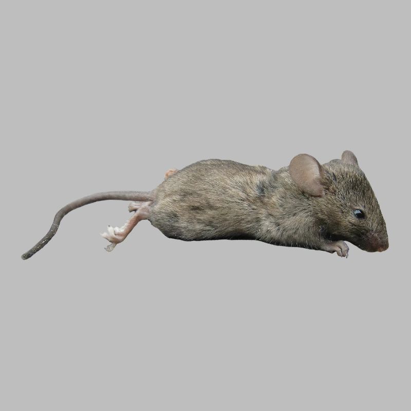 Souris