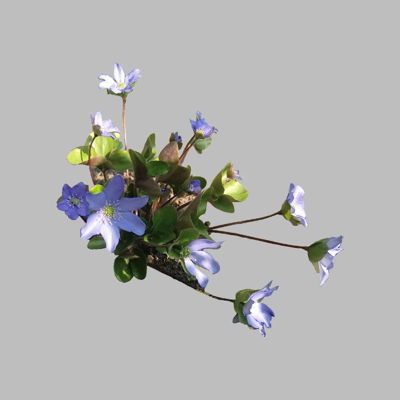 Liverwort
