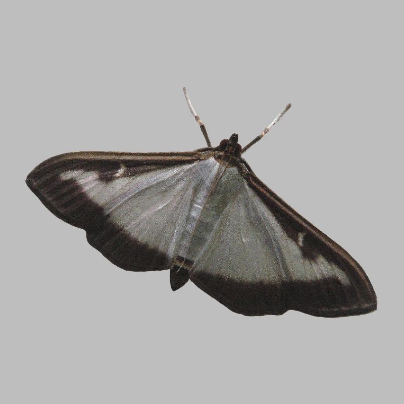 box tree moth