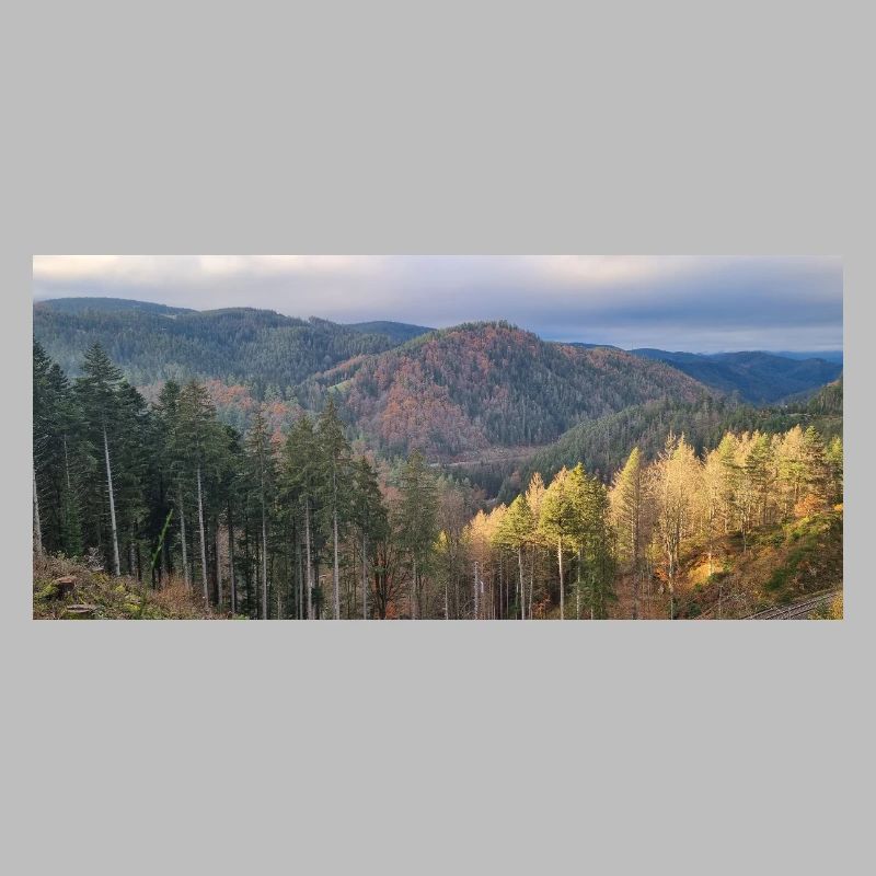 Herbstliche Waldlandschaft mit Sonnenlicht