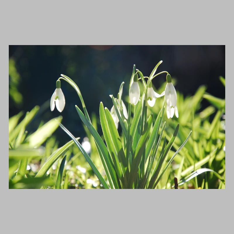 Snowdrop Spring Bloom Design