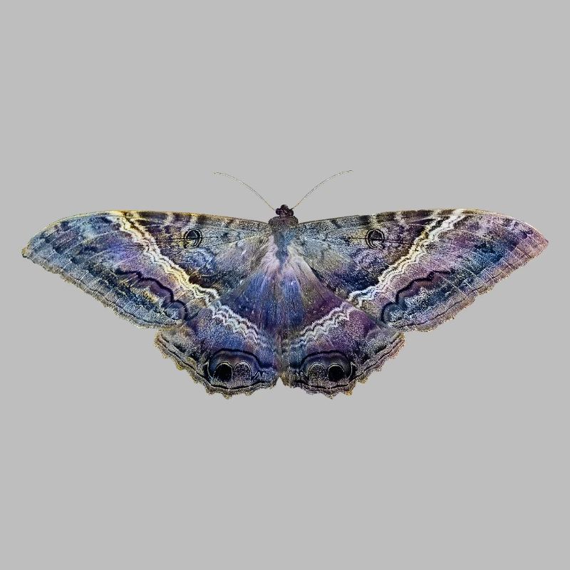 Blauer Schmetterling