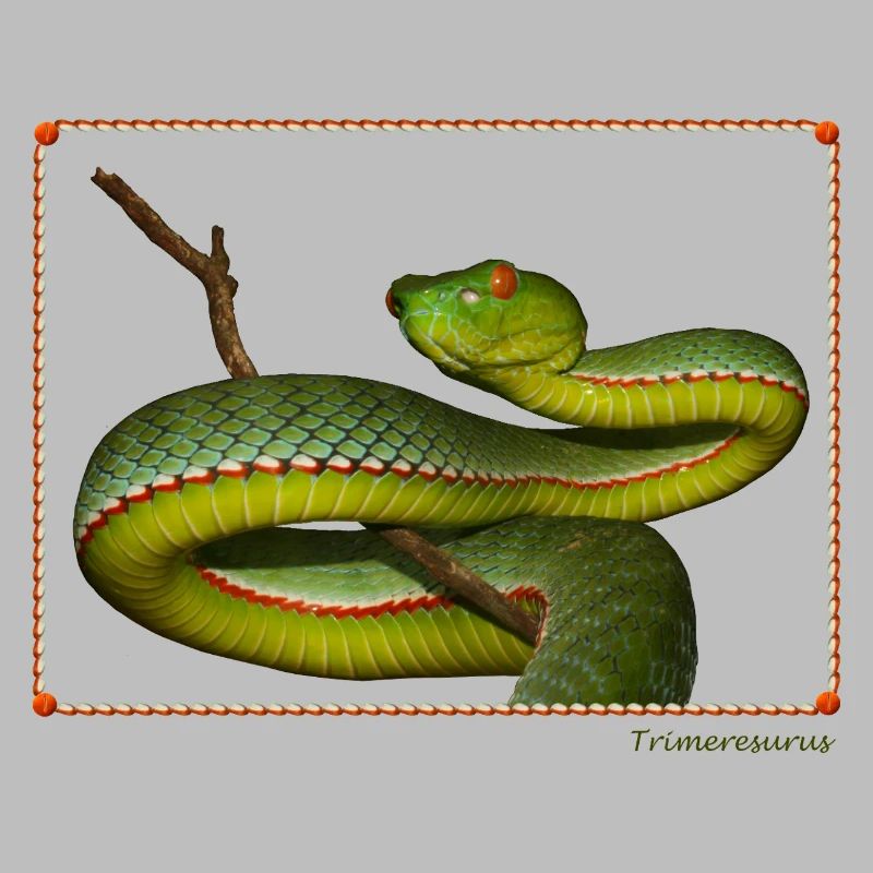 Real Pit Viper - Green Pit Viper T-shirt