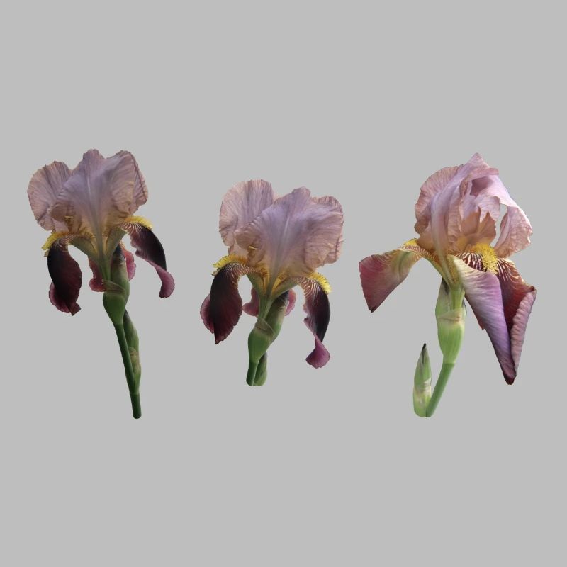 Iris