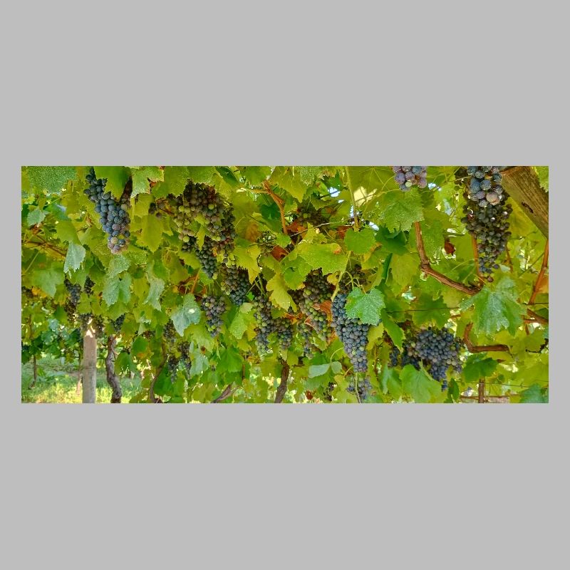 Vine in clusters on green background