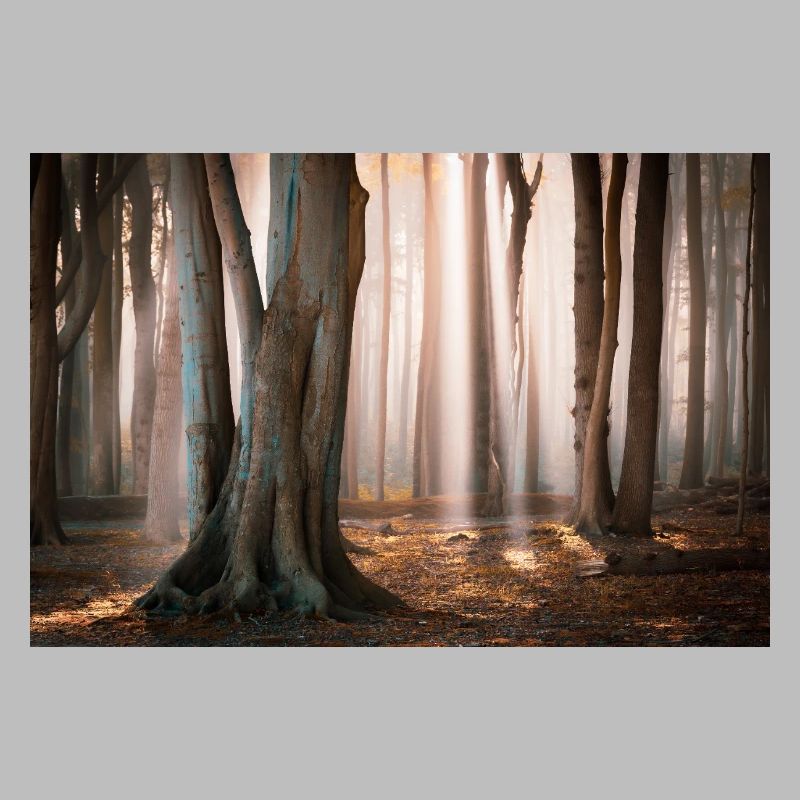 Lumière de la forêt : Rayons de soleil dans la forêt de nuages