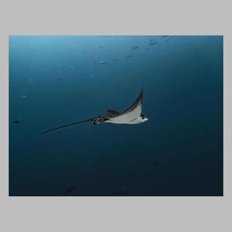 Manta Glide Over Ocean Abyss