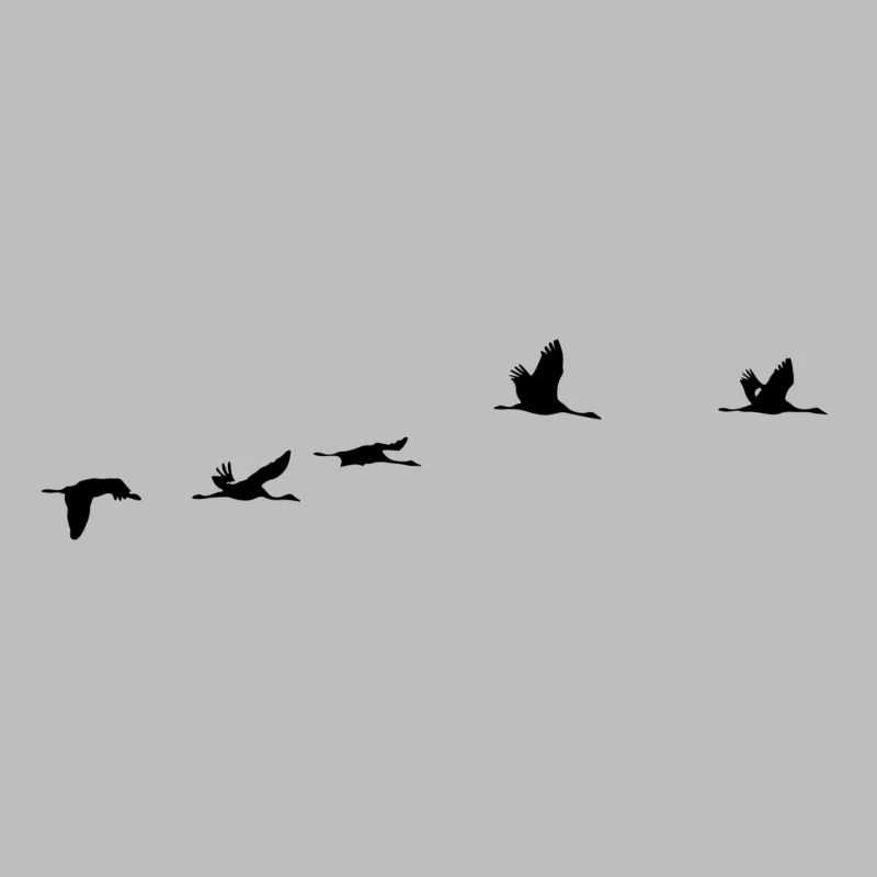Oiseaux migrateurs Oiseaux