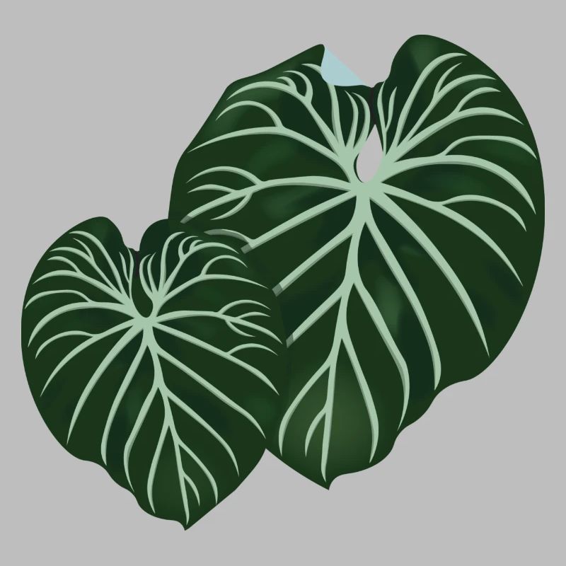 Philodendron Gloriosum