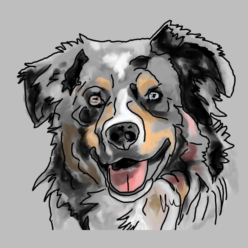 Australian Shepherd