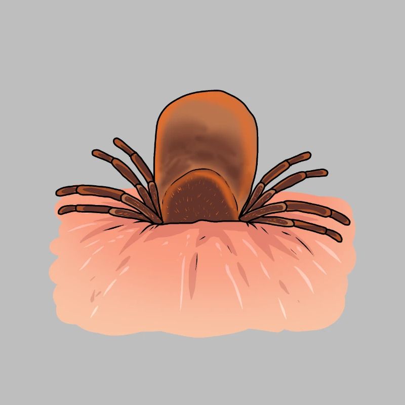 Tick, ticks, vermin, pest, insect, disgust