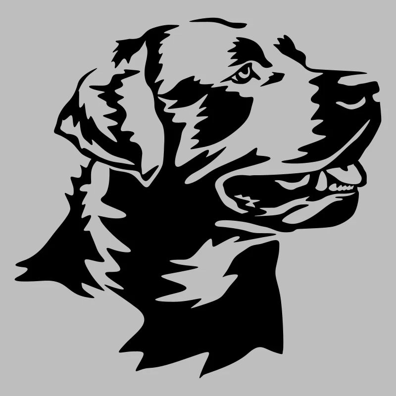 Labrador head