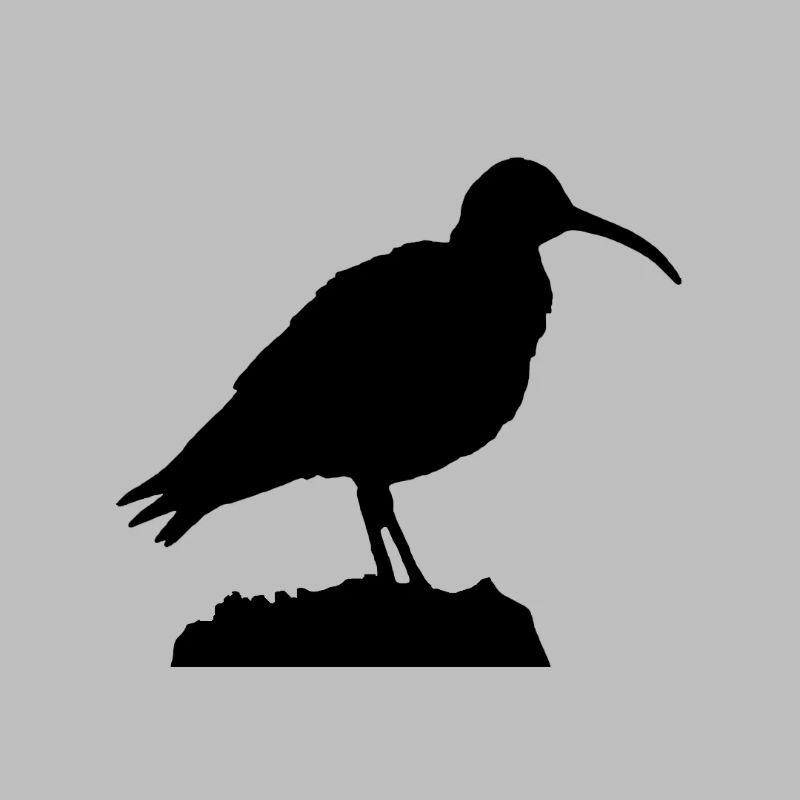 Brachvogel