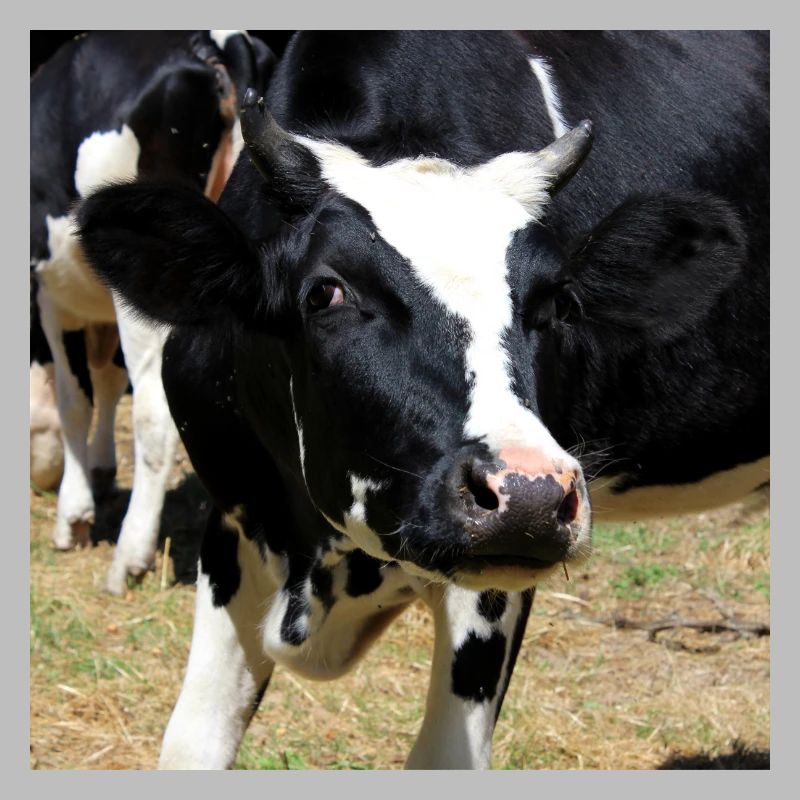 Affiche vache