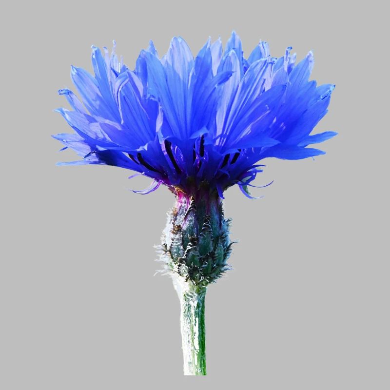 Cornflower