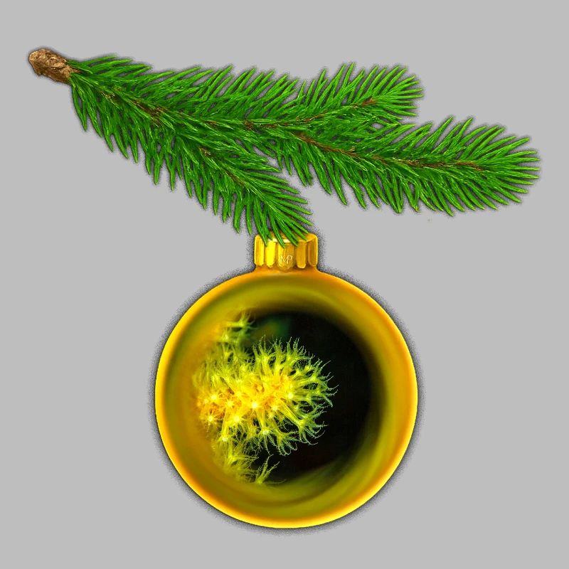 Weihnachtskugel mit Krustenanemonen am Tannenzweig