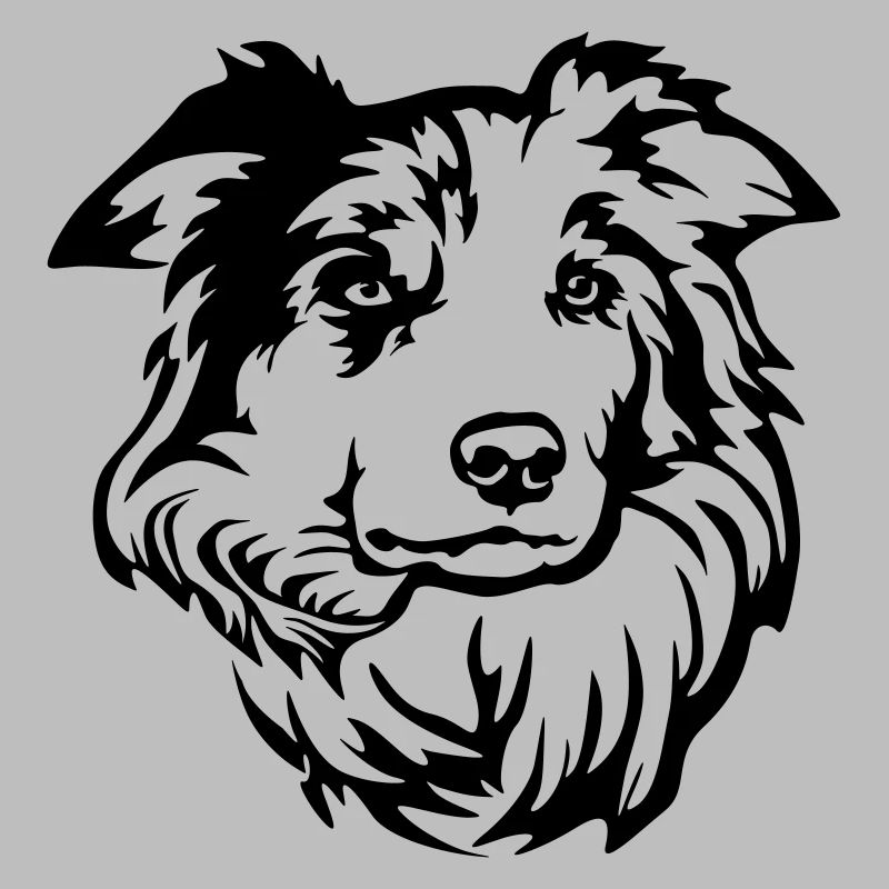 Border Collie Head