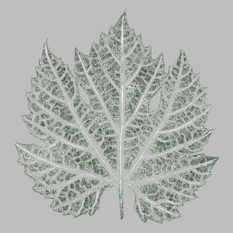 Grape Leaf / Nature Graphic Leaf