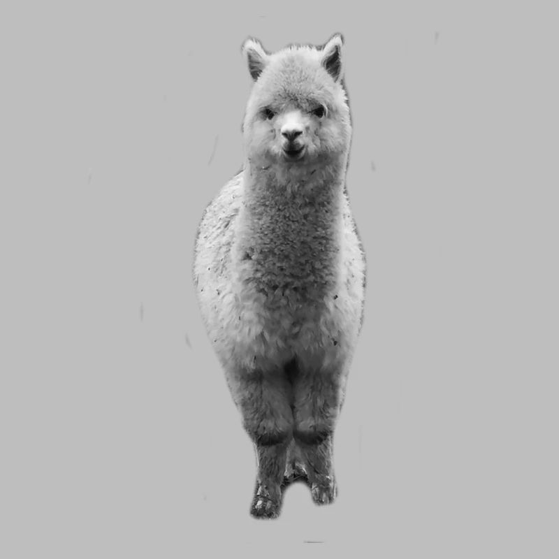 alpaca | Alpacas