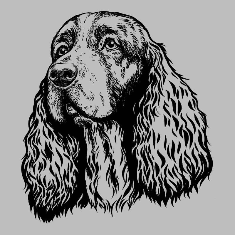 Springer Spaniel Portrait schwarz