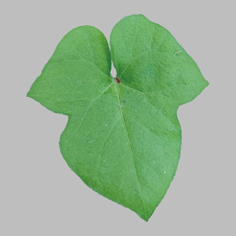 Green_Leaf_-_Tiny_Red_Spider