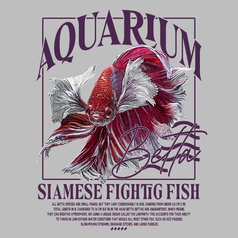 Betta Betta Poisson de combat