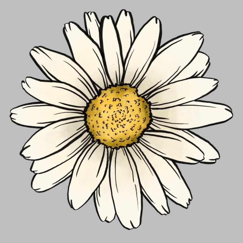Gänseblümchen