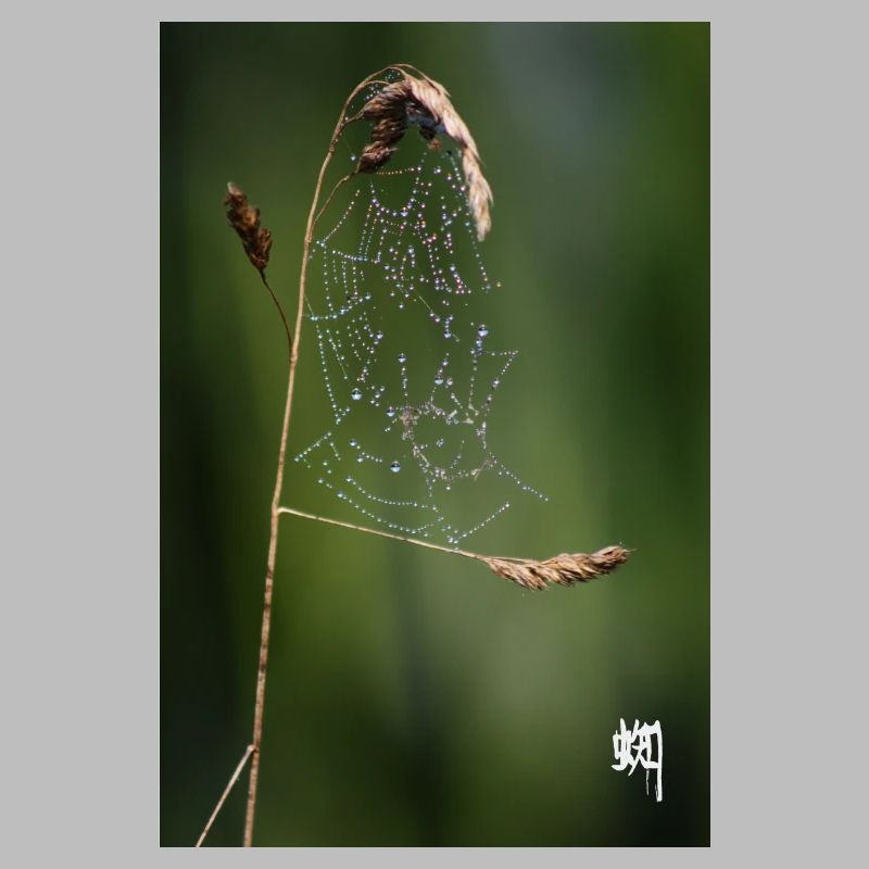 Spider Web, Dew & White Kumo