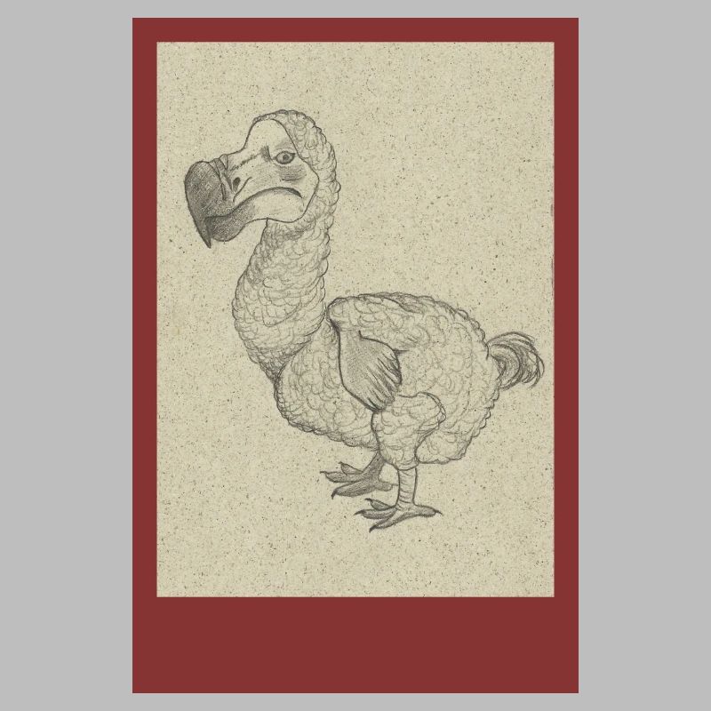 240527 Dodo 2