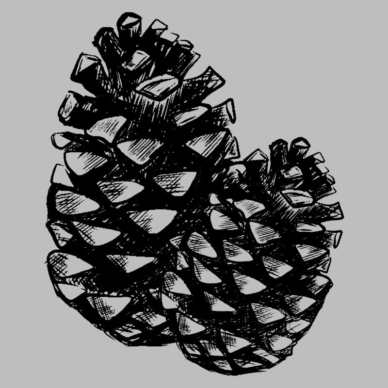 Two pine cones