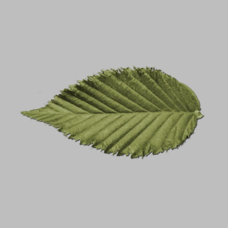 Structure foliaire : motif vert olive